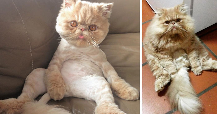 My Cat Sits Like A Human And Always Sticks His Tongue Out