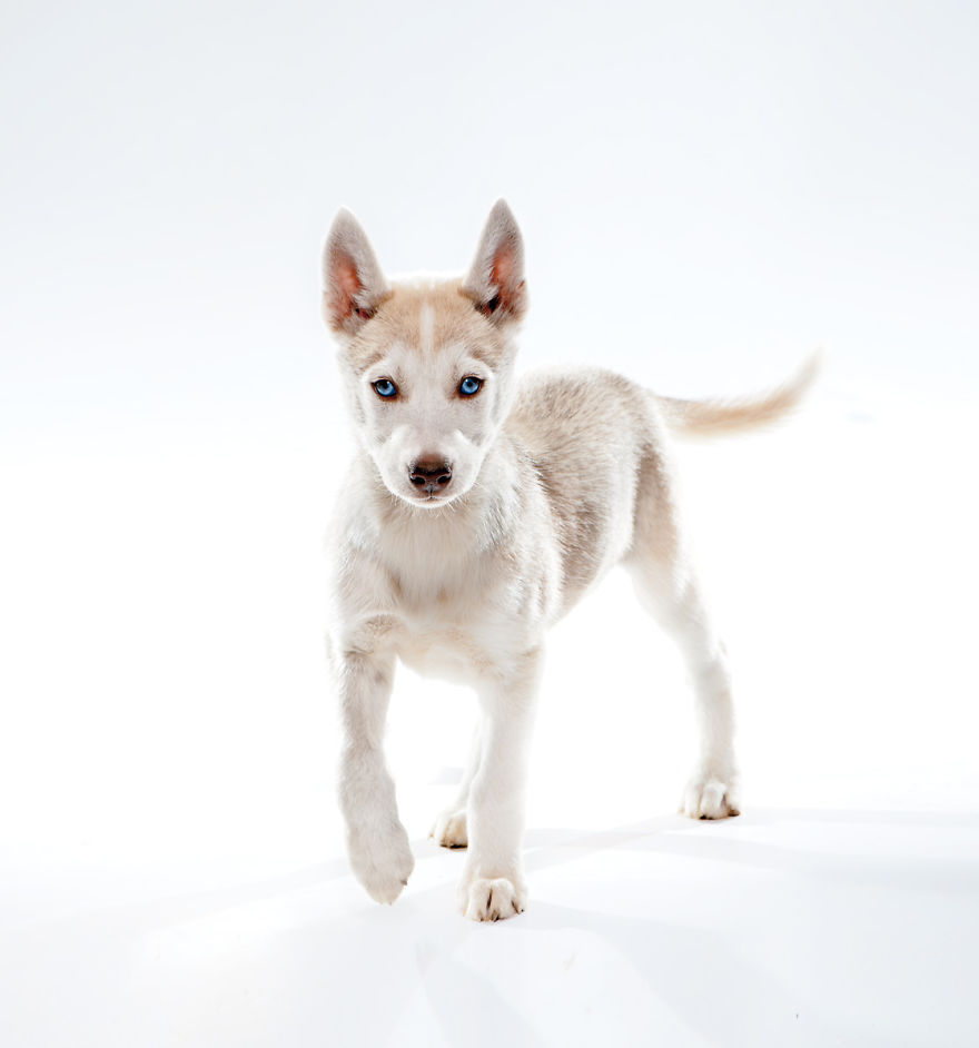 Born To Run: I Photograph The Beauty Of Sled Dogs