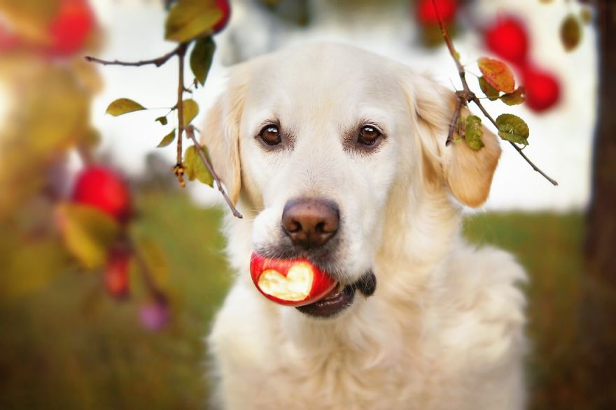 Autumn Dog: Me And My Golden Retriever Love This Time Of The Year