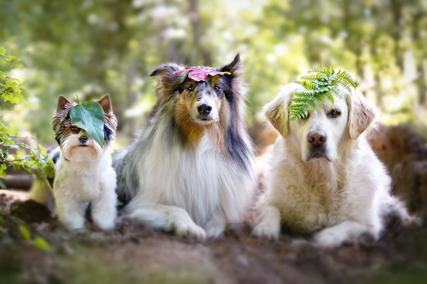 Autumn Dog: Me And My Golden Retriever Love This Time Of The Year