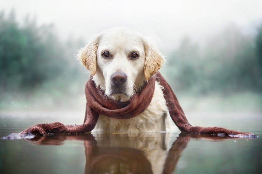 Autumn Dog: Me And My Golden Retriever Love This Time Of The Year