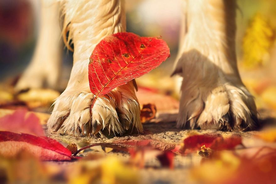 Autumn Dog: Me And My Golden Retriever Love This Time Of The Year