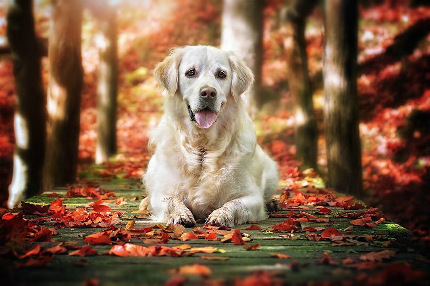 Autumn Dog: Me And My Golden Retriever Love This Time Of The Year