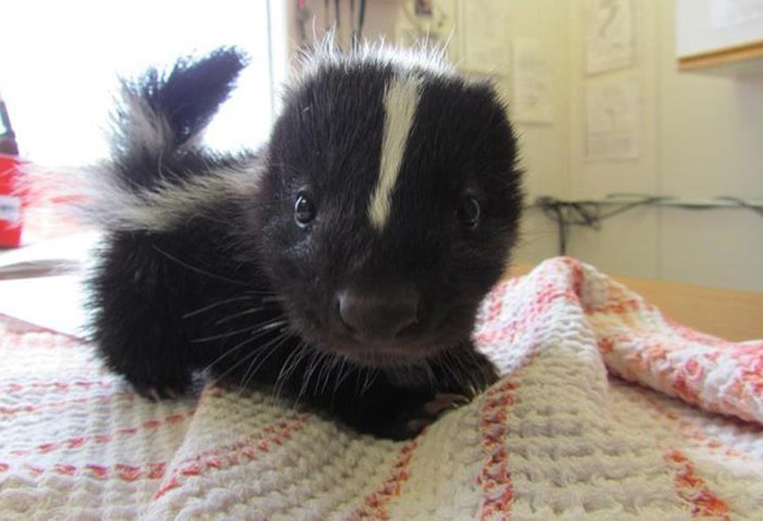 154 Of The Cutest Baby Animals Of All Time