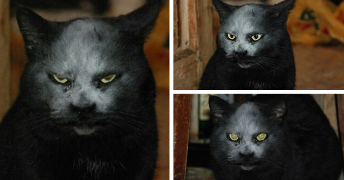 This Cat Got Covered In Flour And Now Looks Like A Demon