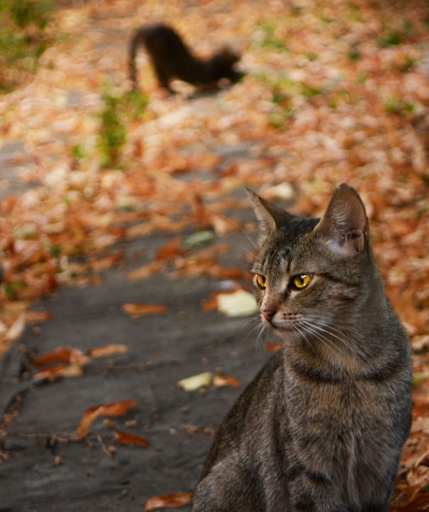 Perfectly Timed Good Morning Cat