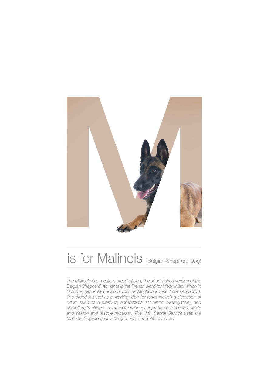 Dog Alphabet That I Made From The First Letters Of Their Breeds Dog Alphabet That I Made From The First Letters Of Their Breeds