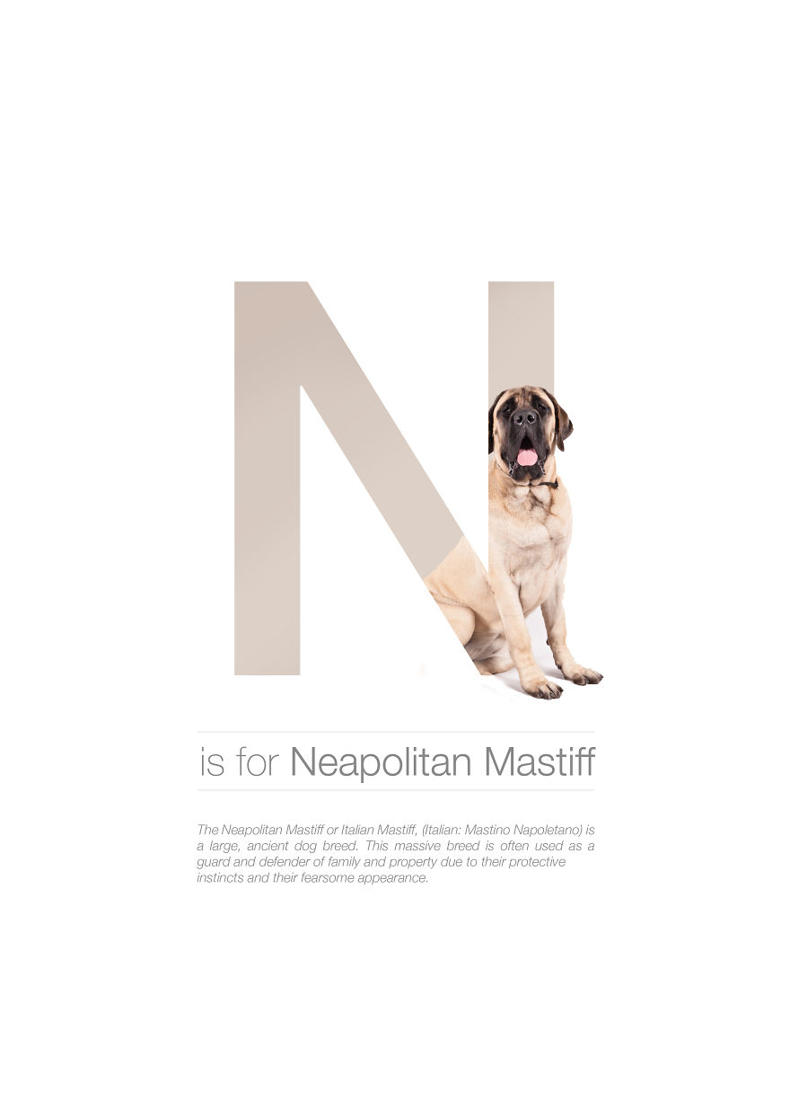 Dog Alphabet That I Made From The First Letters Of Their Breeds