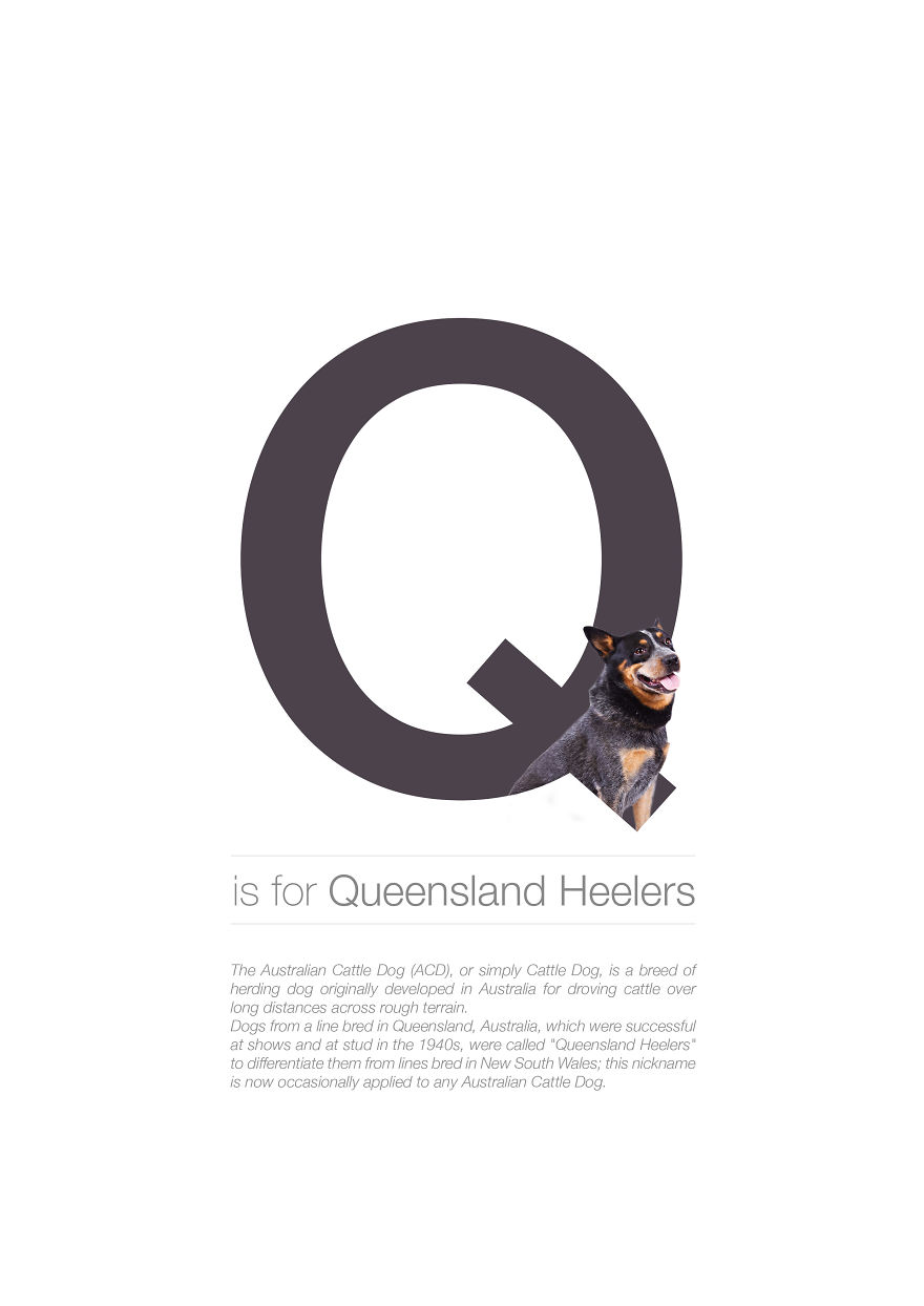 Dog Alphabet That I Made From The First Letters Of Their Breeds Dog Alphabet That I Made From The First Letters Of Their Breeds