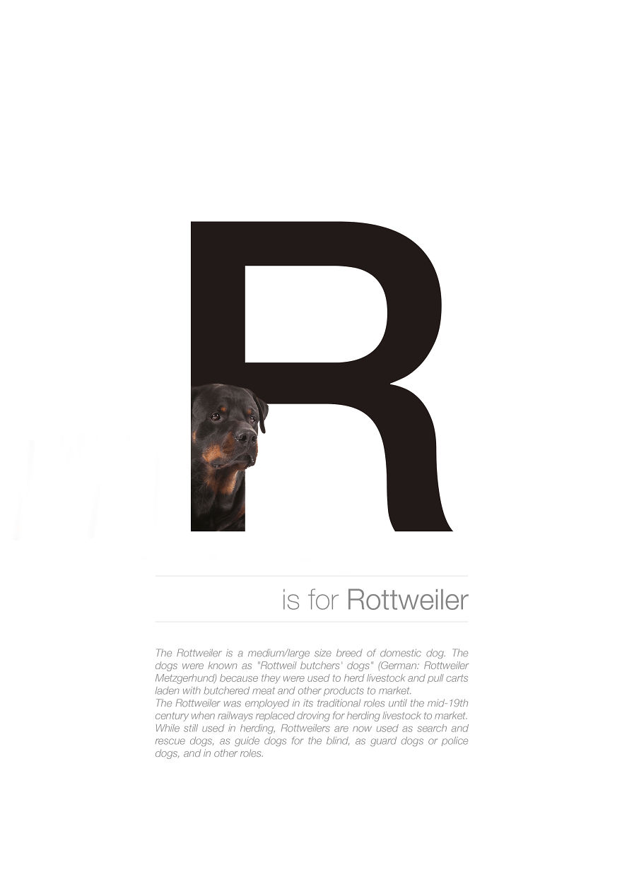 Dog Alphabet That I Made From The First Letters Of Their Breeds Dog Alphabet That I Made From The First Letters Of Their Breeds