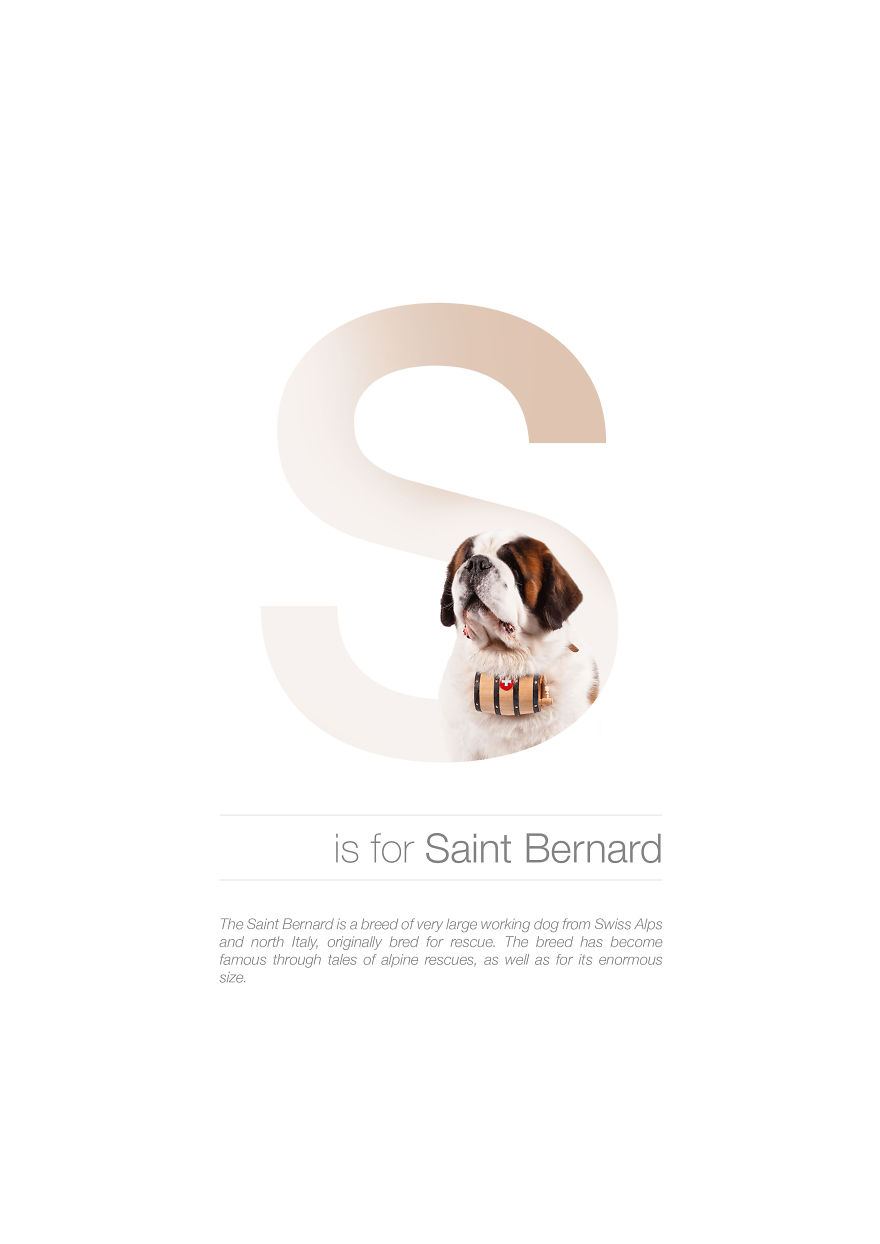 Dog Alphabet That I Made From The First Letters Of Their Breeds