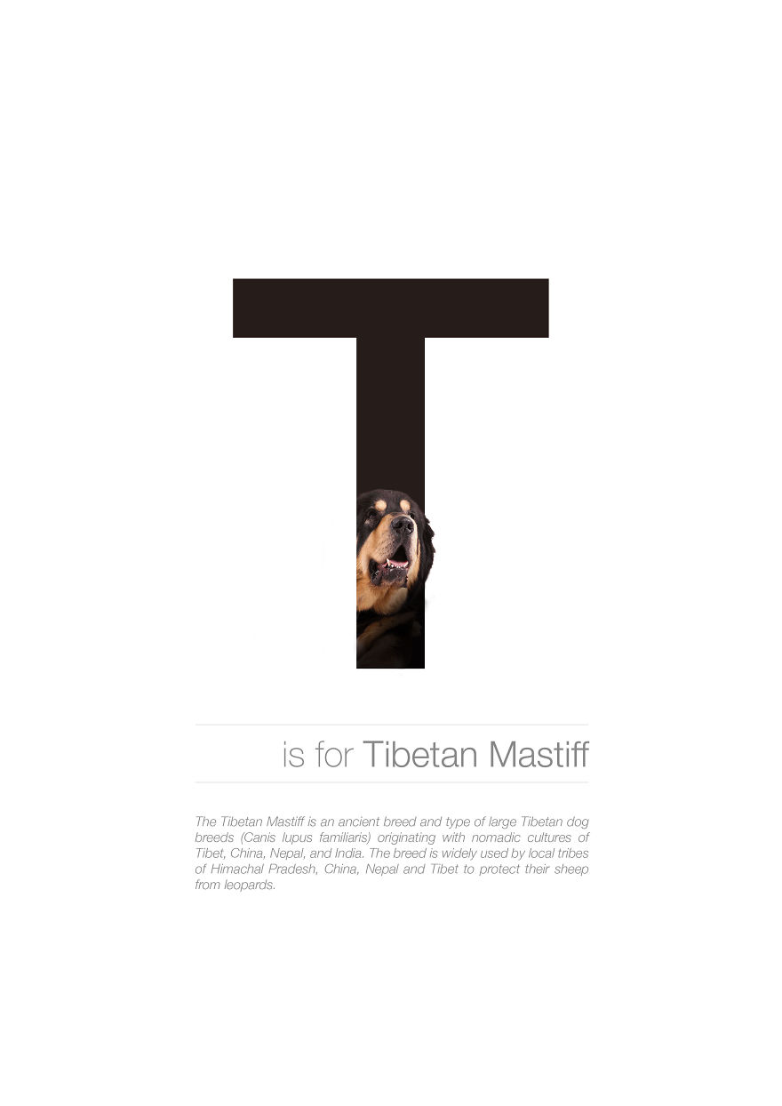 Dog Alphabet That I Made From The First Letters Of Their Breeds Dog Alphabet That I Made From The First Letters Of Their Breeds