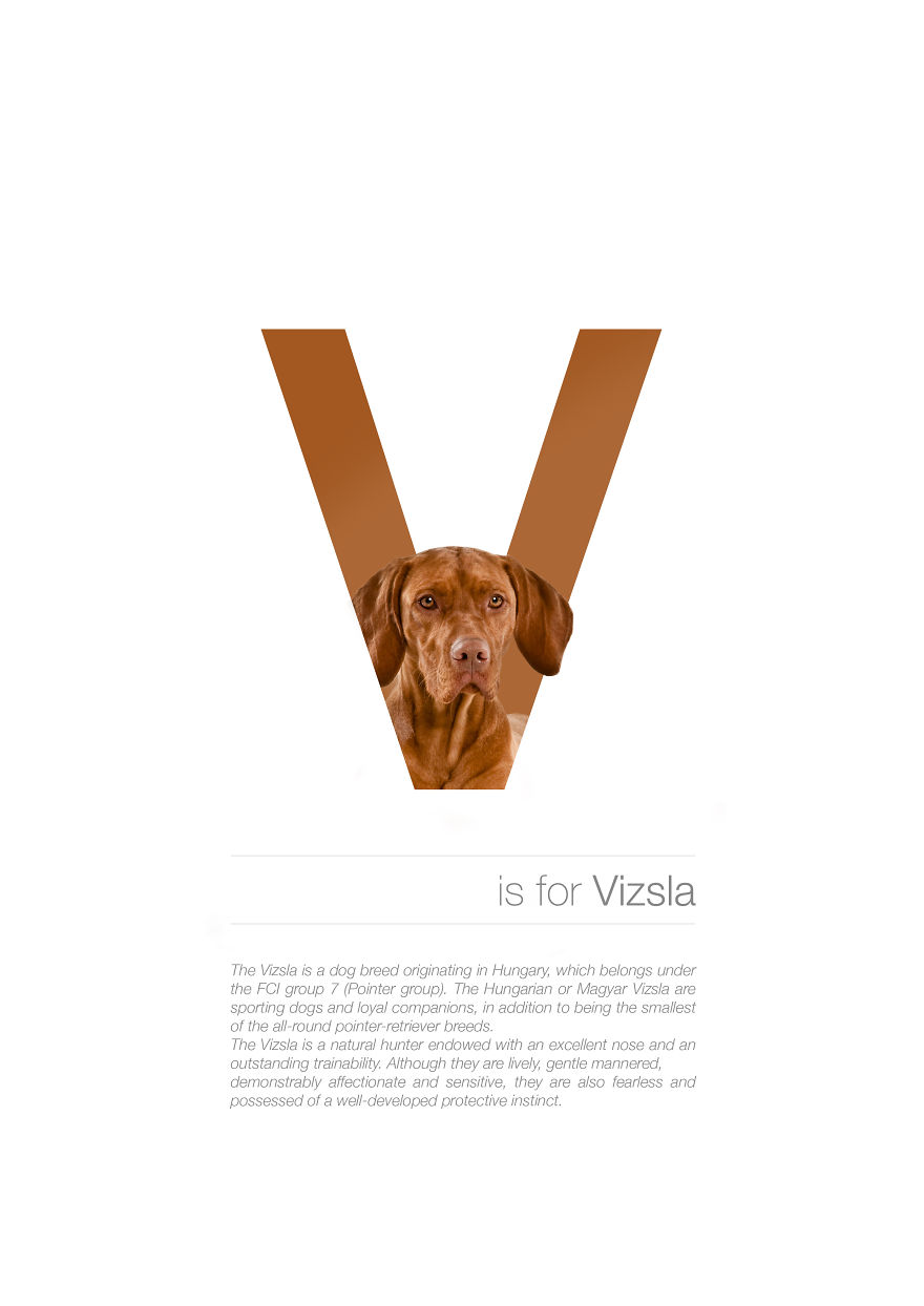 Dog Alphabet That I Made From The First Letters Of Their Breeds