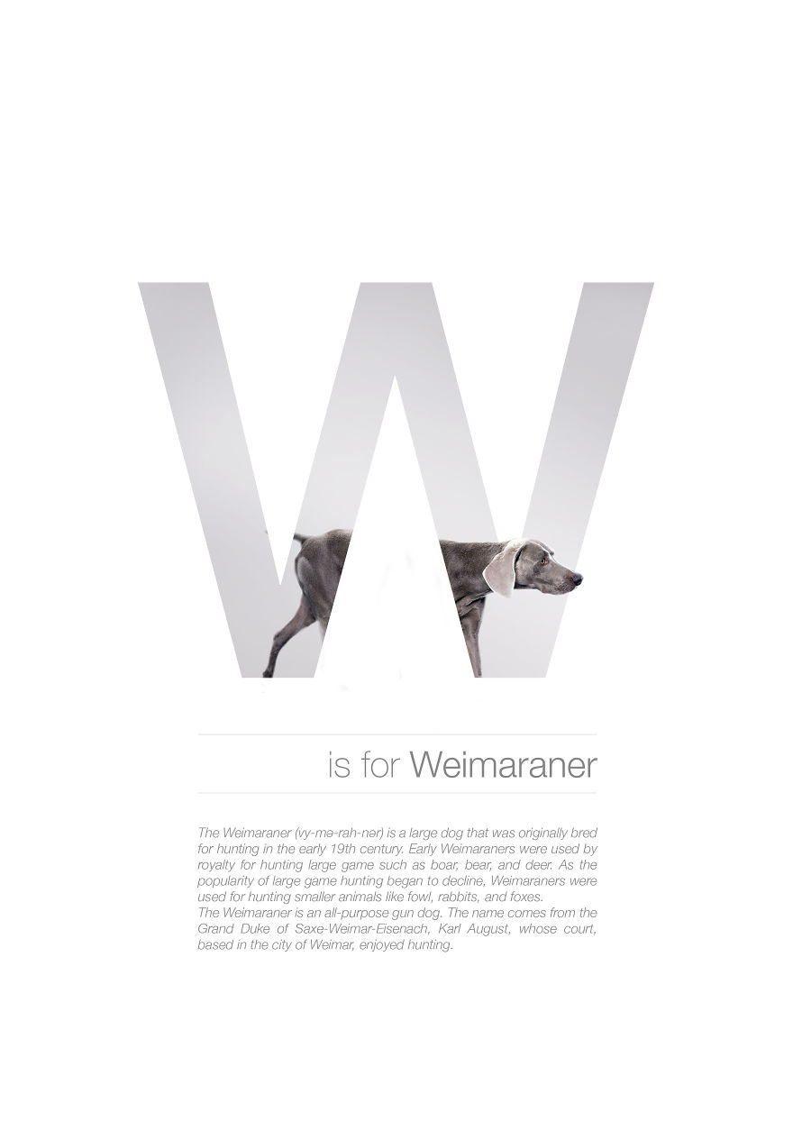 Dog Alphabet That I Made From The First Letters Of Their Breeds