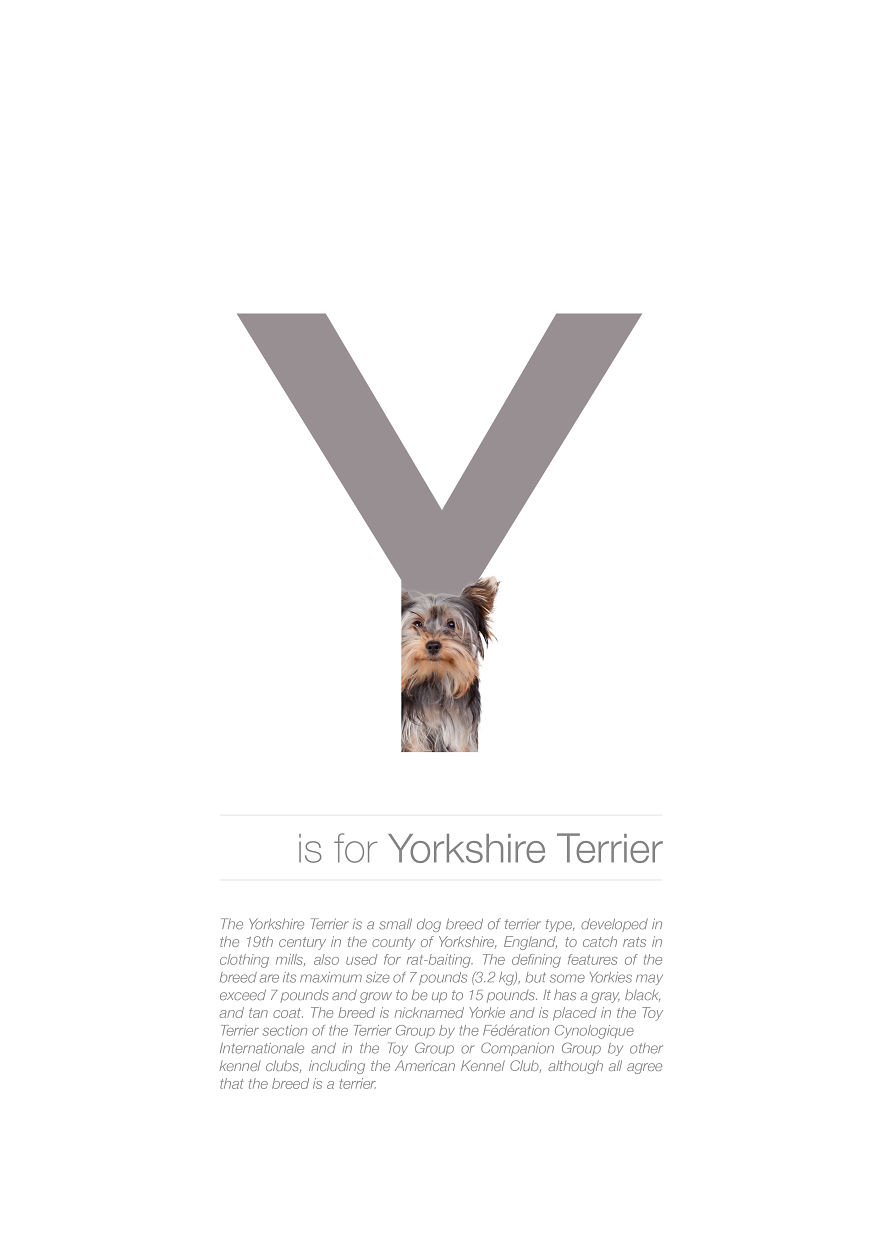 Dog Alphabet That I Made From The First Letters Of Their Breeds