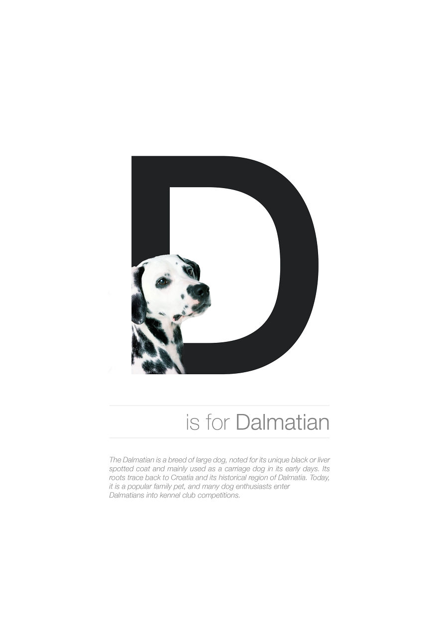Dog Alphabet That I Made From The First Letters Of Their Breeds Dog Alphabet That I Made From The First Letters Of Their Breeds