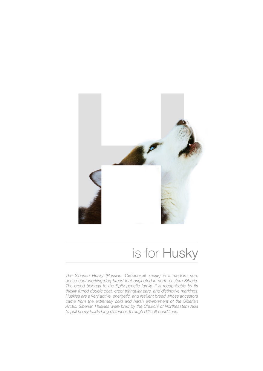 Dog Alphabet That I Made From The First Letters Of Their Breeds