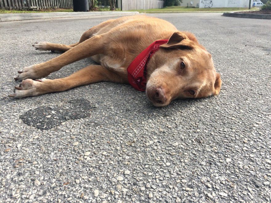 Loyal Dog Lies For Hours In Exact Place Where Owner Was Killed In Hit-And-Run Loyal Dog Lies For Hours In Exact Place Where Owner Was Killed In Hit-And-Run