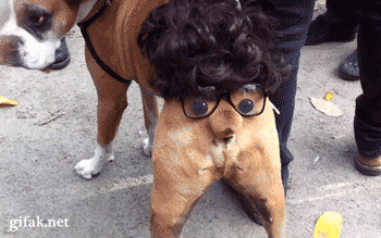 27 Furry Halloween Ideas To Make You Smile [in Gifs]