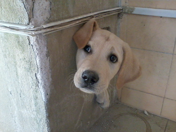 When My Dog Got Stuck In A Hole And Couldn't Get Out By Himself