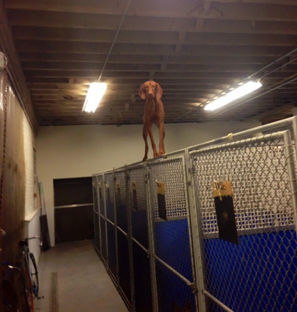 Went To Pick Up Dog From Kennel And Found Her Like This