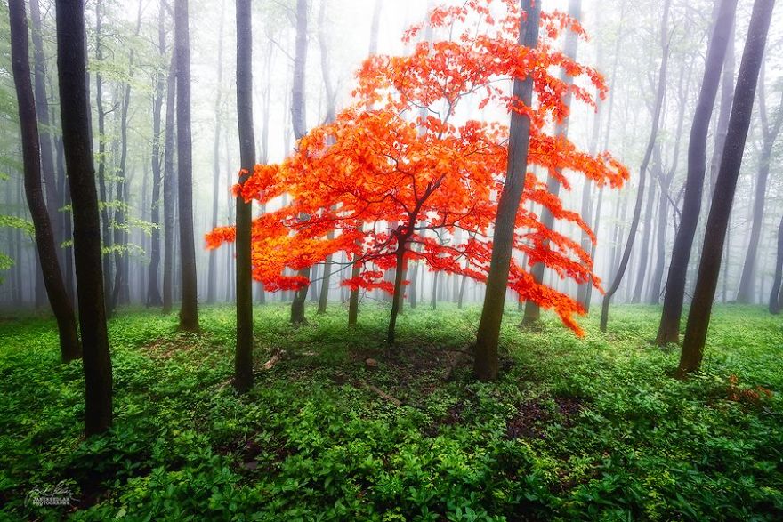 Dream-Like Autumn Forests By Czech Photographer Janek Sedlář Dream-Like Autumn Forests By Czech Photographer Janek Sedlář