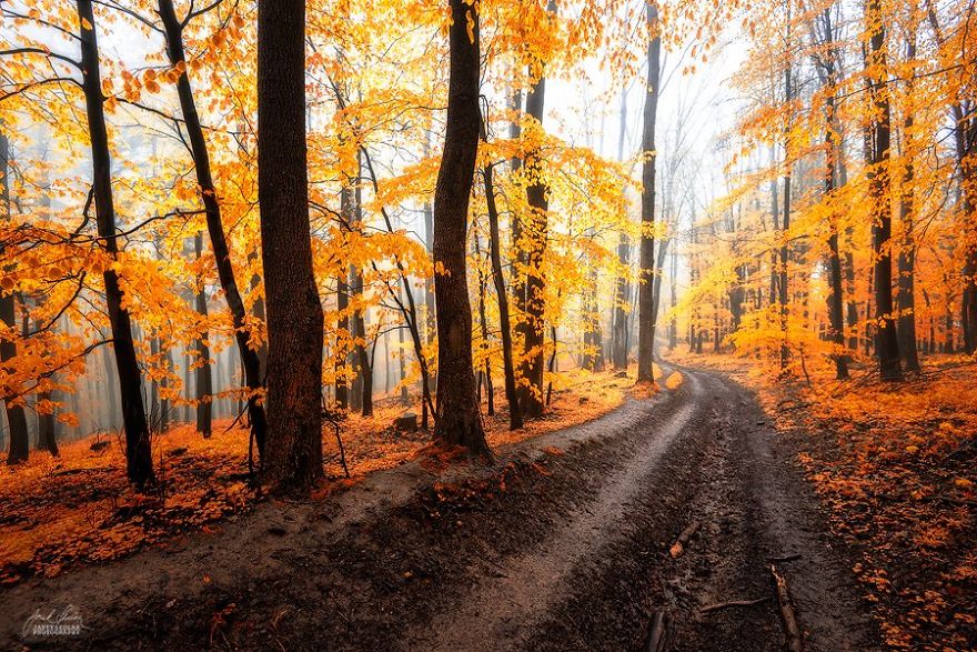 Dream-Like Autumn Forests By Czech Photographer Janek Sedlář Dream-Like Autumn Forests By Czech Photographer Janek Sedlář