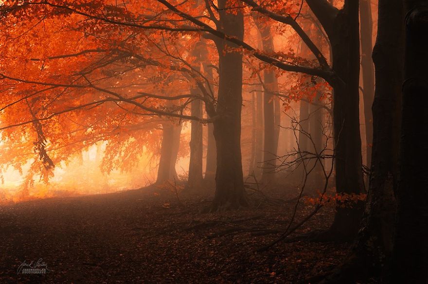 Dream-Like Autumn Forests By Czech Photographer Janek Sedlář Dream-Like Autumn Forests By Czech Photographer Janek Sedlář