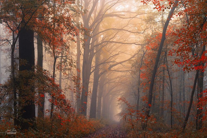 Dream-Like Autumn Forests By Czech Photographer Janek Sedlář Dream-Like Autumn Forests By Czech Photographer Janek Sedlář