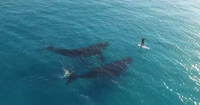 Stunning Drone Footage Captures Giant Whales Wondering What To Do With A Tiny Human