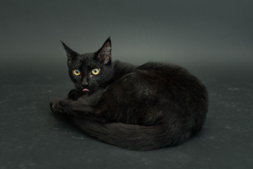 I Photograph Black Shelter Cats Because They’re The Last To Get Adopted And Are Often Euthanized