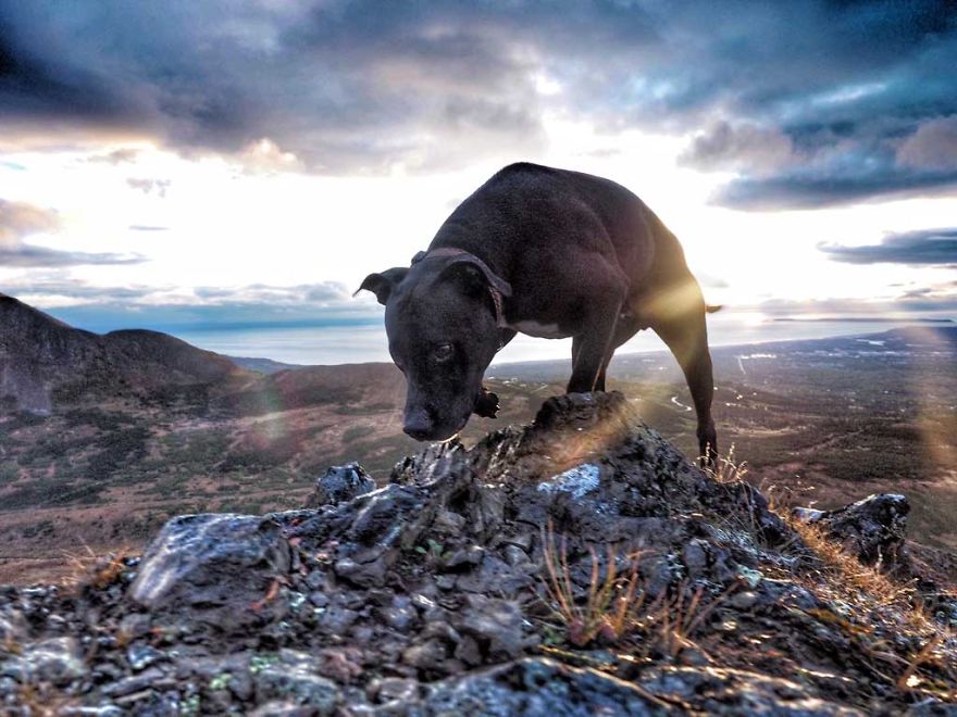 I Live In My Truck With My Dog And Travel Across The Country (Part 2) I Live In My Truck With My Dog And Travel Across The Country (Part 2)