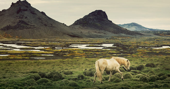 I Captured Icelandic Horses That Live In A World Of Green
