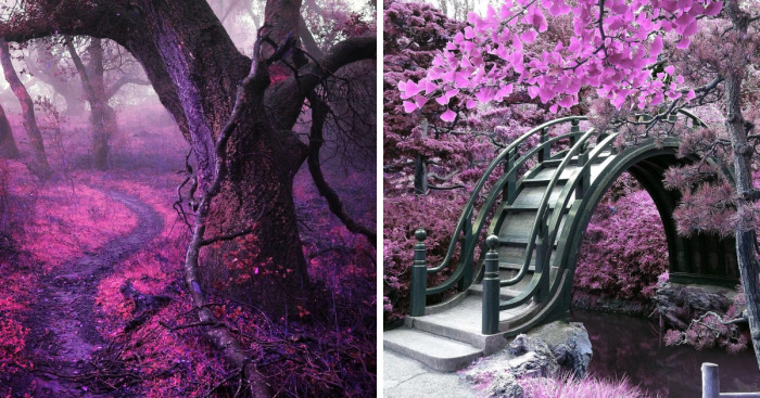 I Create A Surreal World Where Everything Is Pink