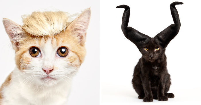 We Created Hats For Shelter Cats To Help Them Get Adopted