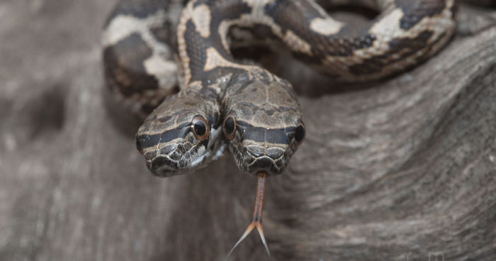 I Captured A Rare Two-Headed Snake