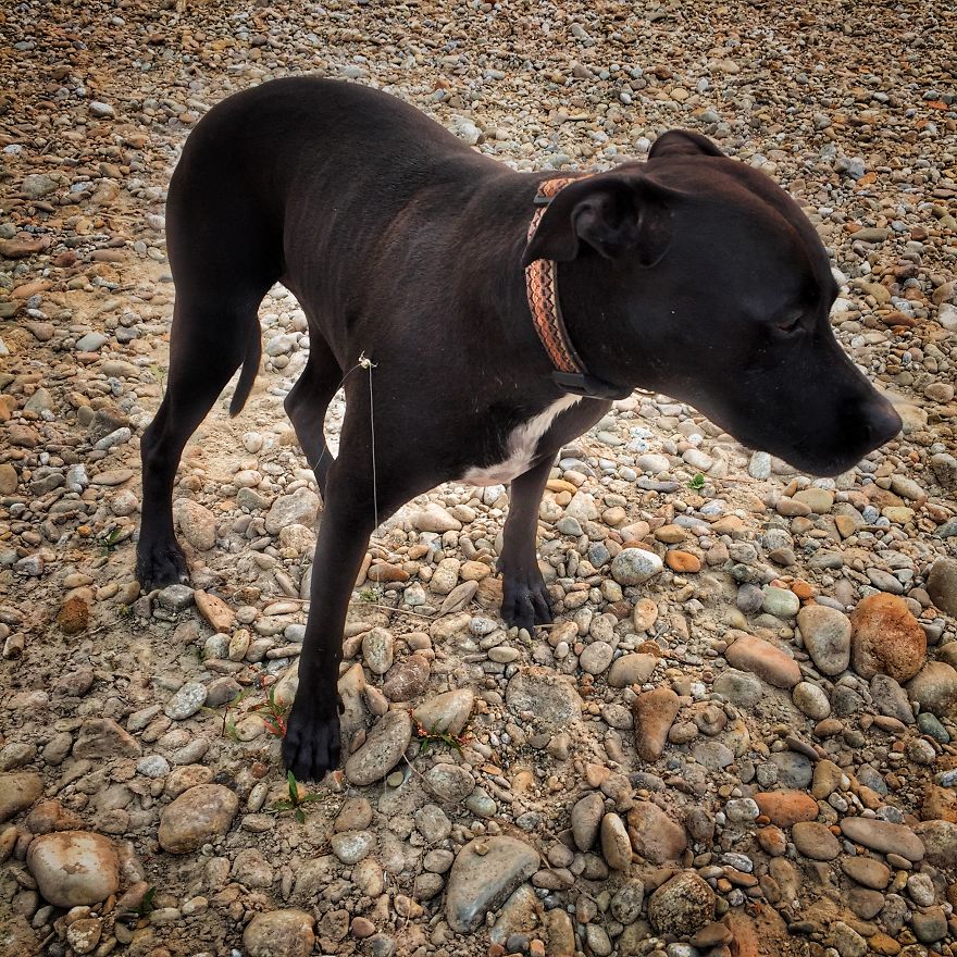 I Live In My Truck With My Dog And Travel Across The Country (Part 2) I Live In My Truck With My Dog And Travel Across The Country (Part 2)