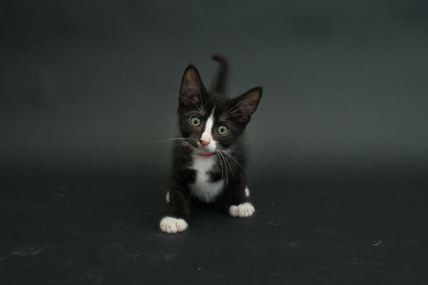 I Photograph Black Shelter Cats Because They’re The Last To Get Adopted And Are Often Euthanized I Photograph Black Shelter Cats Because They’re The Last To Get Adopted And Are Often Euthanized