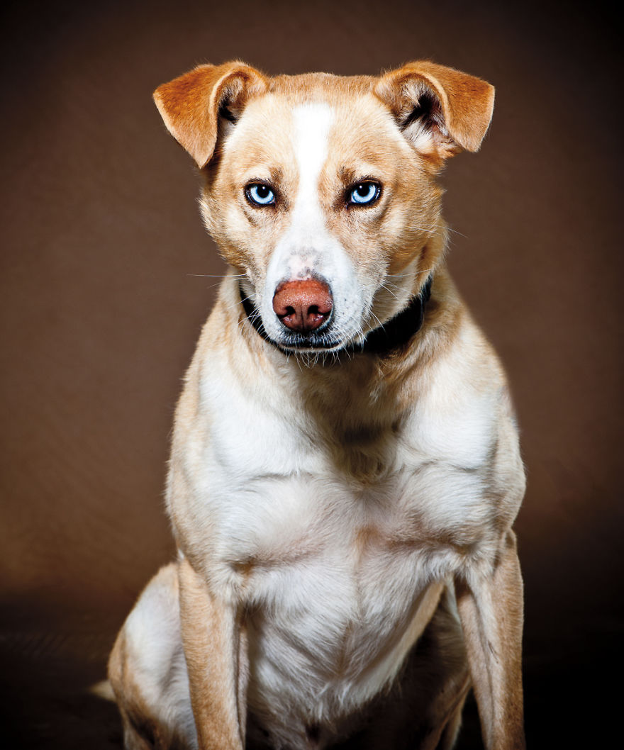 Born To Run: I Photograph The Beauty Of Sled Dogs