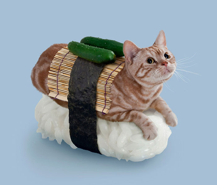 Cats Dressed In Comical Costumes Are Actually Sushi Rolls