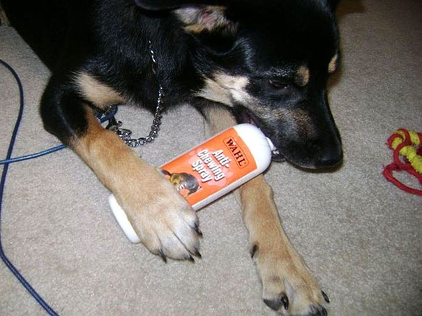 Anti-Chewing Spray
