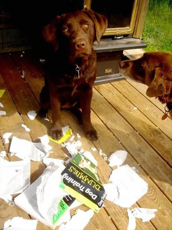 Dog Training For Dummies