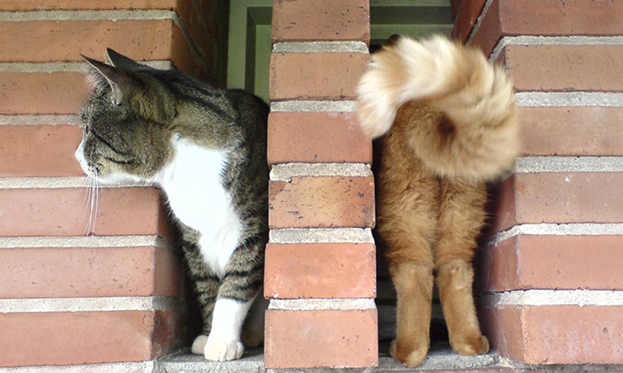 99 Purrfectly Timed Cat Photos Taken At The Right Meowment