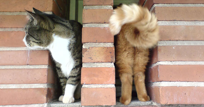 99 Purrfectly Timed Cat Photos Taken At The Right Meowment