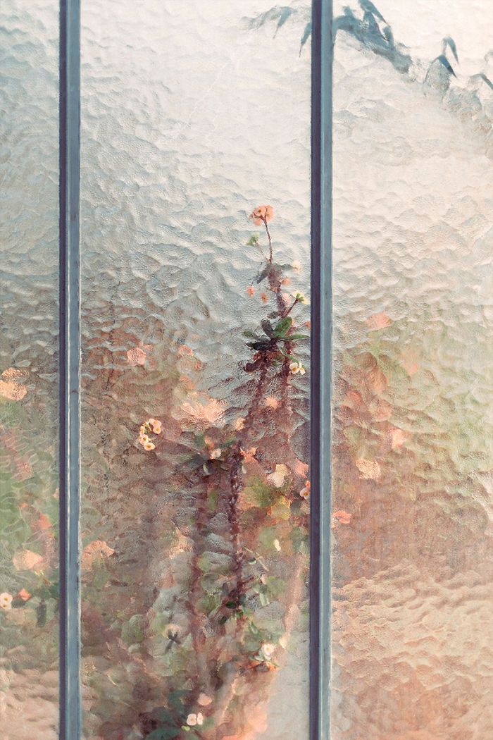 Plants Or Paintings?