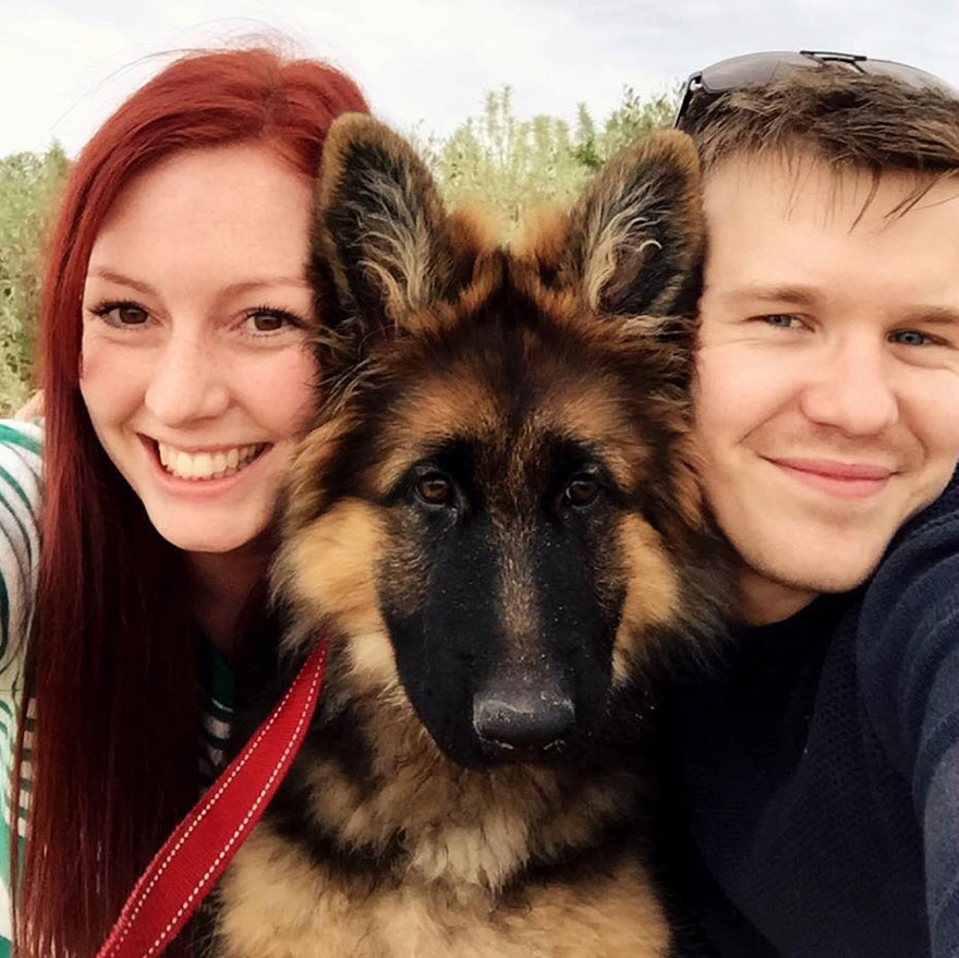 german-shepherd-photo-series-nine-month-alex-dennison-ashley-lewis-12