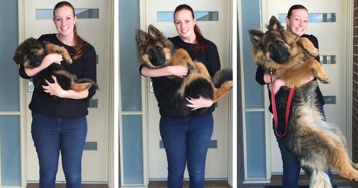 Couple Documents How Fast Their Dog Grows In Just 8 Months