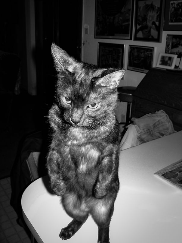 Phoebe The Gothic Kitty Stands