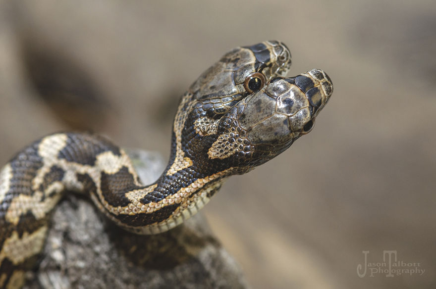 I Captured A Rare Two-Headed Snake
