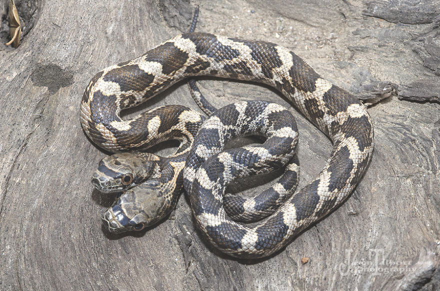 I Captured A Rare Two-Headed Snake